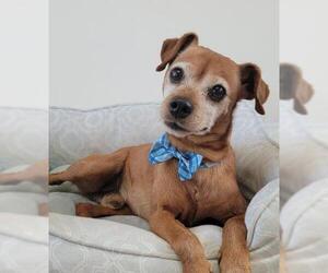 Miniature Pinscher Dogs for adoption in Phelan, CA, USA