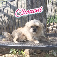 Brussels Griffon Dogs for adoption in La Mesa, CA, USA