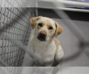 Labrador Retriever Dogs for adoption in Grasswood, Saskatchewan, Canada