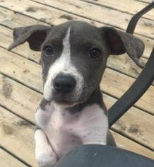 Small American Pit Bull Terrier-American Staffordshire Terrier Mix
