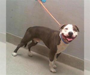 American Pit Bull Terrier-Unknown Mix Dogs for adoption in Las Vegas, NV, USA