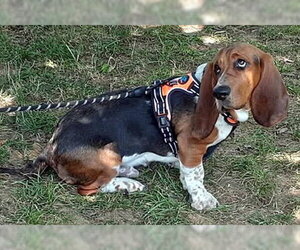 Basset Hound Dogs for adoption in Deepwater, NJ, USA