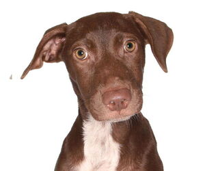 Chocolate Labrador retriever-Unknown Mix Dogs for adoption in Oakland Park, FL, USA