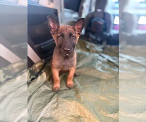 Medium Photo #2 Mutt Puppy For Sale in Imlay City, MI, USA