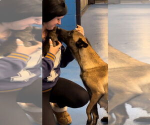 Mutt Dogs for adoption in Imlay City, MI, USA