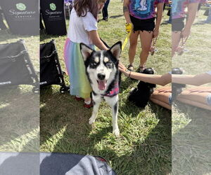 Siberian Husky-Unknown Mix Dogs for adoption in Columbus, IN, USA