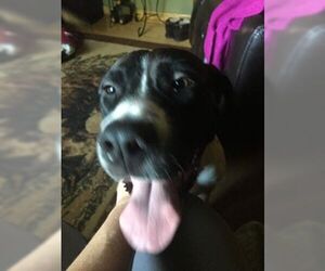 Mastador Dogs for adoption in Des Moines, IA, USA