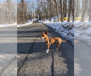 Chi-Corgi Dogs for adoption in New York, NY, USA