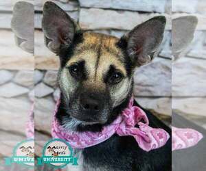 Mutt Dogs for adoption in Kennesaw, GA, USA