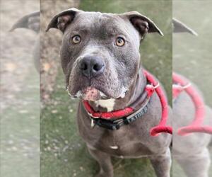 Mutt Dogs for adoption in Woodland, CA, USA