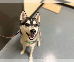 Siberian Husky Dogs for adoption in Denver, CO, USA
