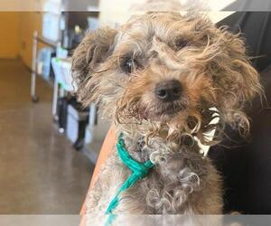 Poodle (Miniature) Dogs for adoption in Orange, CA, USA