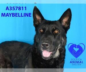 German Shepherd Dog-Unknown Mix Dogs for adoption in Stockton, CA, USA