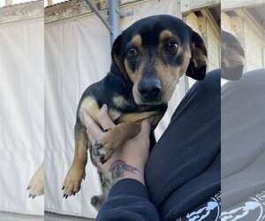 Basschshund Dogs for adoption in El Centro, CA, USA