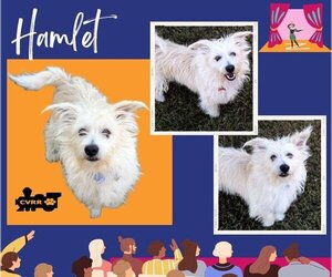 Mutt Dogs for adoption in Lindsay, CA, USA