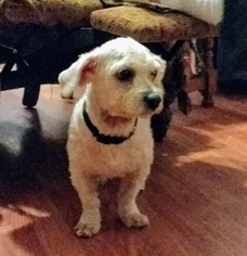 Maltipoo Dogs for adoption in Von Ormy, TX, USA