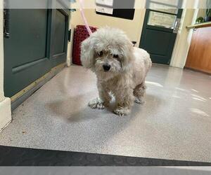 Poodle (Miniature)-Unknown Mix Dogs for adoption in Pasadena, CA, USA