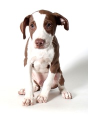 German Shorthaired Pointer Dogs for adoption in West Hollywood, CA, USA