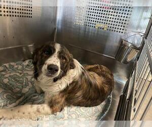 Border Collie-Unknown Mix Dogs for adoption in Waco, TX, USA