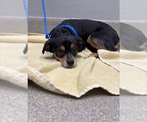 Chihuahua-Unknown Mix Dogs for adoption in Las Vegas, NV, USA