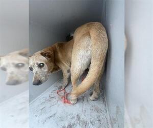 Labrador Retriever Dogs for adoption in Houston, TX, USA