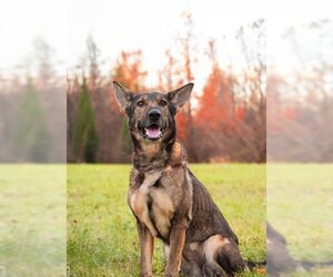 Medium Photo #1 German Shepherd Dog Puppy For Sale in Derwood, MD, USA