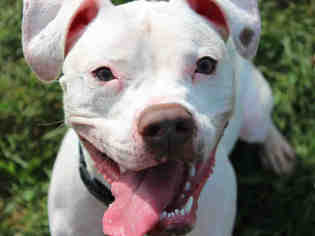 Bulloxer Dogs for adoption in Fort Wayne, IN, USA