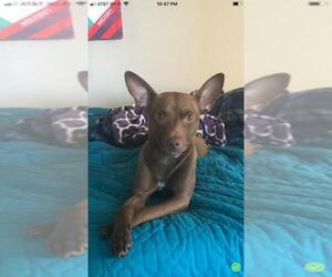 Pharaoh Hound Dogs for adoption in San Pablo, CA, USA