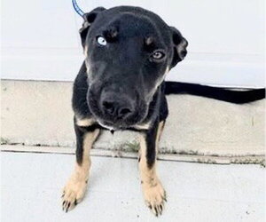 Labsky Dogs for adoption in Houston, TX, USA