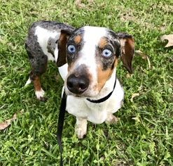 Doxie-Pin Dogs for adoption in Texarkana, TX, USA