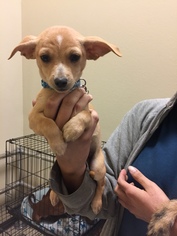 Chihuahua Dogs for adoption in Indio, CA, USA
