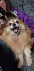 Pomeranian Dogs for adoption in Delaware, OH, USA