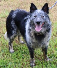 Border-Aussie Dogs for adoption in Bandera, TX, USA