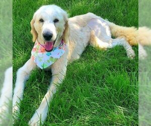 Golden Retriever Dogs for adoption in SAINT CHARLES, IL, USA