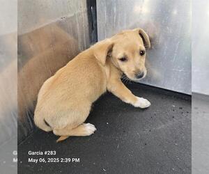 Mutt Dogs for adoption in San Antonio, TX, USA