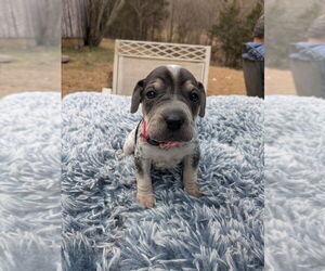 Mutt Dogs for adoption in Vail, AZ, USA