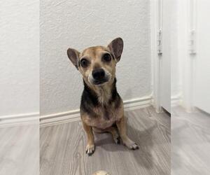 Chihuahua-Unknown Mix Dogs for adoption in San Antonio, TX, USA