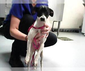 Parson Russell Terrier Dogs for adoption in Fayetteville, NC, USA