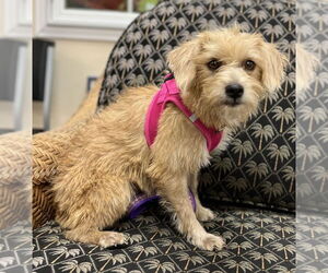 Mutt Dogs for adoption in Mundelein, IL, USA