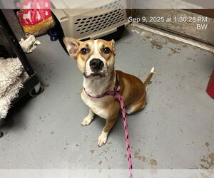 American Pit Bull Terrier-Unknown Mix Dogs for adoption in Ocala, FL, USA