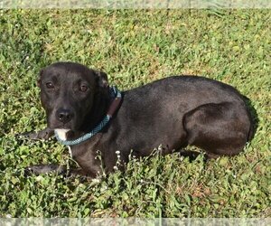 American Pit Bull Terrier Dogs for adoption in Kingsland, GA, USA