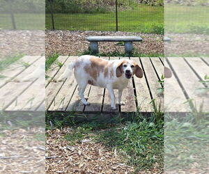 Beagle Dogs for adoption in Rustburg, VA, USA