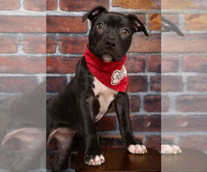 American Staffordshire Terrier-Boxer Mix Dogs for adoption in MIDWAY, UT, USA