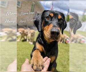 Doberman Pinscher Dogs for adoption in MIDWAY, UT, USA