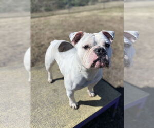 Bulldog-Unknown Mix Dogs for adoption in Virginia Beach, VA, USA