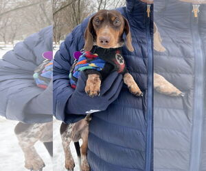 Dachshund Dogs for adoption in St. Louis Park, MN, USA