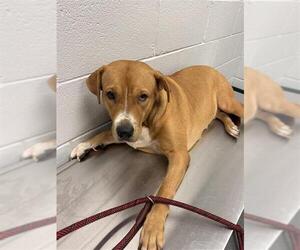 Labrador Retriever-Unknown Mix Dogs for adoption in Corpus Christi, TX, USA