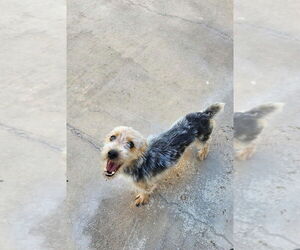 Mutt Dogs for adoption in Oak Bluffs, MA, USA