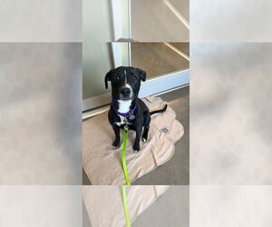 Mutt Dogs for adoption in Weaverville, NC, USA
