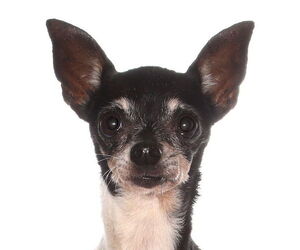 Chihuahua Dogs for adoption in Oakland Park, FL, USA